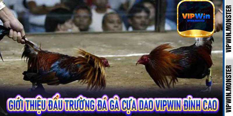 Giới thiệu đấu trường đá gà cựa dao vipwin đỉnh cao