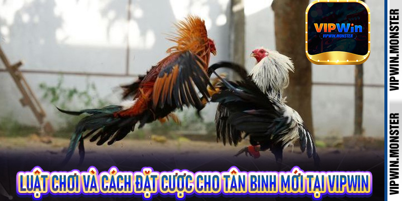 Luật chơi và cách đặt cược cho tân binh mới tại Vipwin