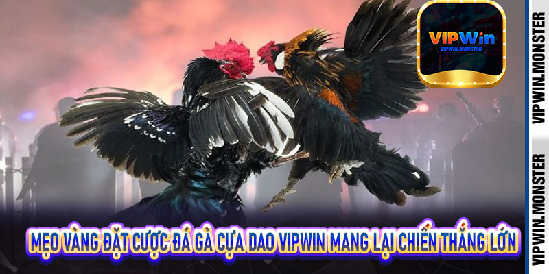 Mẹo vàng đặt cược đá gà cựa dao Vipwin mang lại chiến thắng lớn