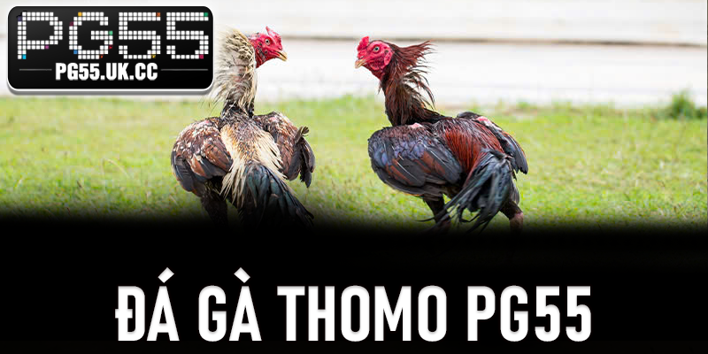 Đá Gà Thomo PG55